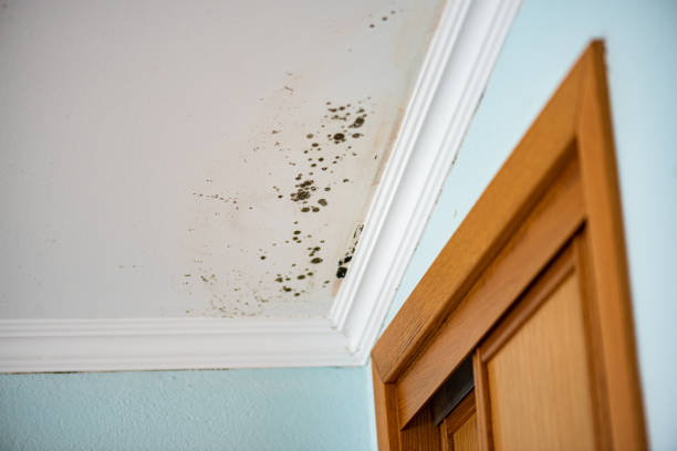 Best Best Mold Removal Companies  in Holyoke, CO